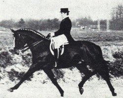 stallion Velten-Sohn (Hanoverian, 1964, from Velten xx 4248)