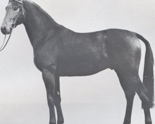 stallion Toledo (Holsteiner, 1973, from Tumbled xx)