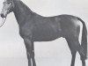 stallion Toledo (Holsteiner, 1973, from Tumbled xx)