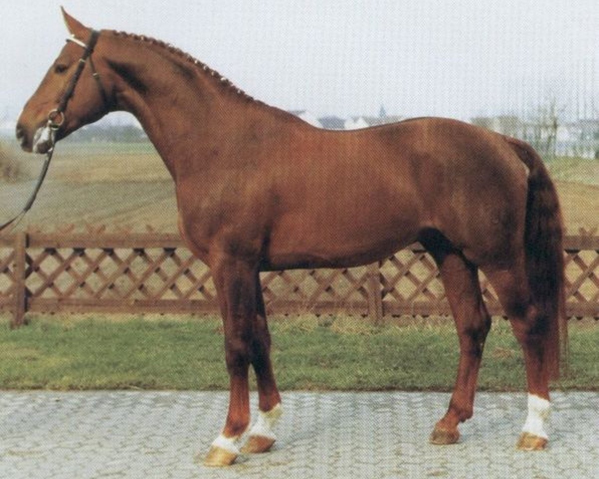 Deckhengst Goldklang (Westfale, 1979, von Goldlack I)