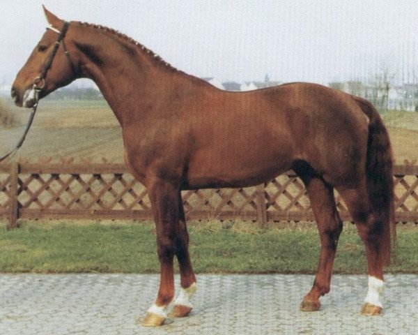 stallion Goldklang (Westphalian, 1979, from Goldlack I)