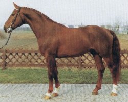 stallion Goldklang (Westphalian, 1979, from Goldlack I)