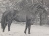 stallion Grünhorn III (Westphalian, 1965, from Gruenschnabel)