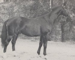 stallion Grünhorn III (Westphalian, 1965, from Gruenschnabel)