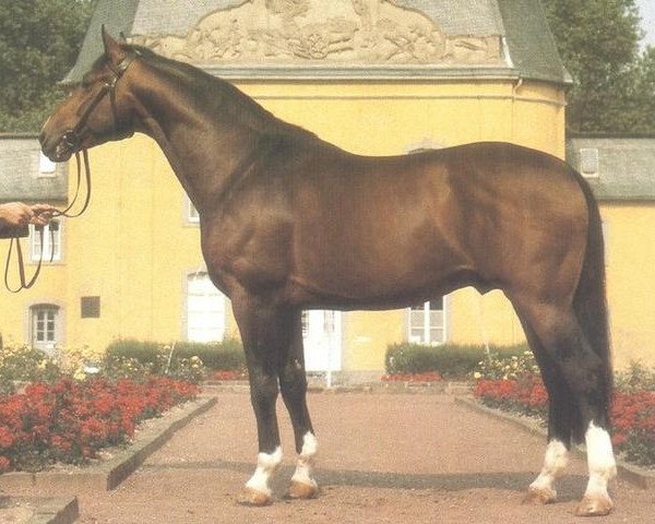stallion Glücksklee (Westphalian, 1976, from Grünhorn III)