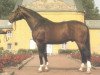stallion Glücksklee (Westphalian, 1976, from Grünhorn III)