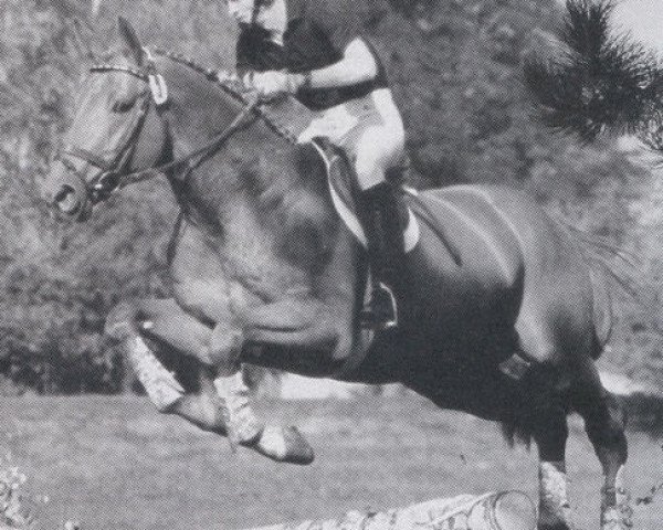 stallion Bolino (Hanoverian, 1986, from Bolero)
