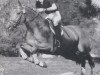 stallion Bolino (Hanoverian, 1986, from Bolero)