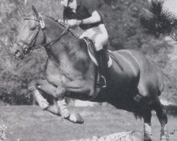 stallion Bolino (Hanoverian, 1986, from Bolero)