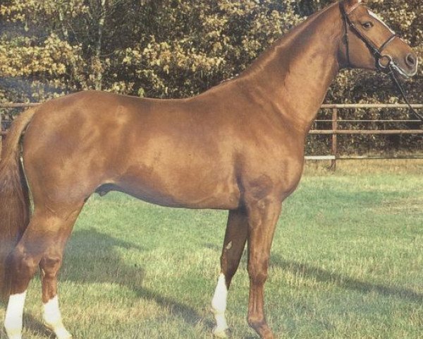 stallion Brandenburg (Hanoverian, 1988, from Bolero)