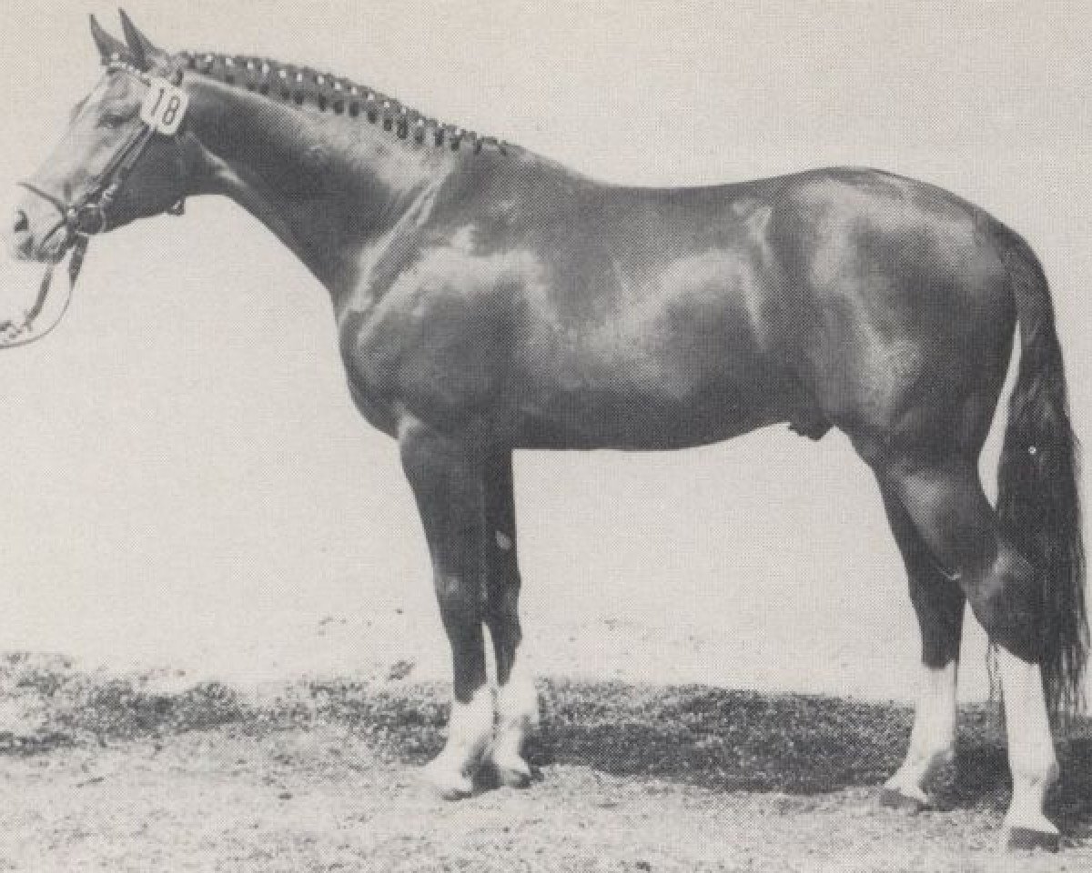 Deckhengst Rousseau (Westfale, 1979, von Romadour II)