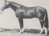 stallion Rousseau (Westphalian, 1979, from Romadour II)