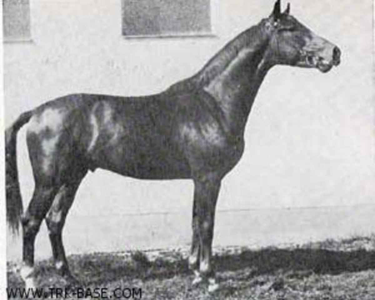 Deckhengst Absolut (Trakehner, 1965, von Julmond)