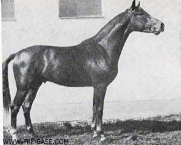 stallion Absolut (Trakehner, 1965, from Julmond)