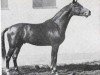 stallion Absolut (Trakehner, 1965, from Julmond)