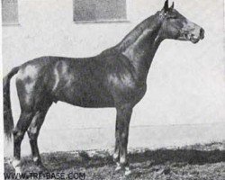 stallion Absolut (Trakehner, 1965, from Julmond)