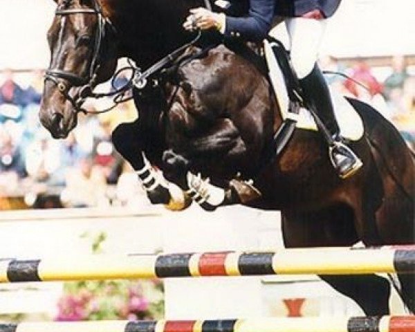 stallion Elmshorn (Holsteiner, 1986, from Lord)
