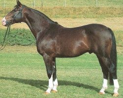 stallion Adriano (Hanoverian, 1980, from Alme)