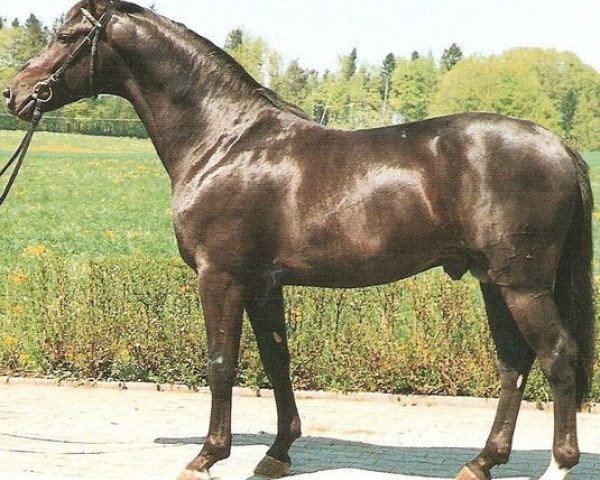 stallion Alemao (Württemberger, 1987, from Adriano)