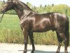 stallion Alemao (Württemberger, 1987, from Adriano)