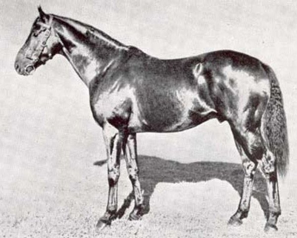 stallion Scottish Union xx (Thoroughbred, 1935, from Cameronian xx)