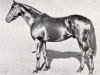 stallion Scottish Union xx (Thoroughbred, 1935, from Cameronian xx)