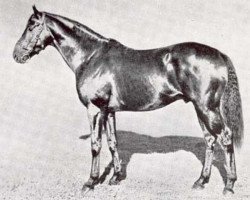 stallion Scottish Union xx (Thoroughbred, 1935, from Cameronian xx)