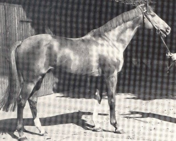 stallion Exstream xx (Thoroughbred, 1967, from Exbury xx)