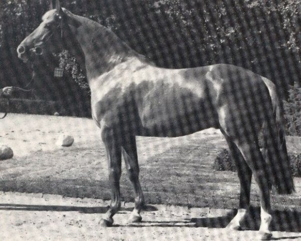 Pferd Exponent (Westfale, 1976, von Exstream xx)