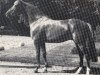 Pferd Exponent (Westfale, 1976, von Exstream xx)