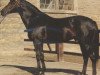 stallion Ordos xx (Thoroughbred, 1980, from Frontal xx)