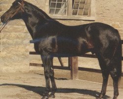 stallion Ordos xx (Thoroughbred, 1980, from Frontal xx)