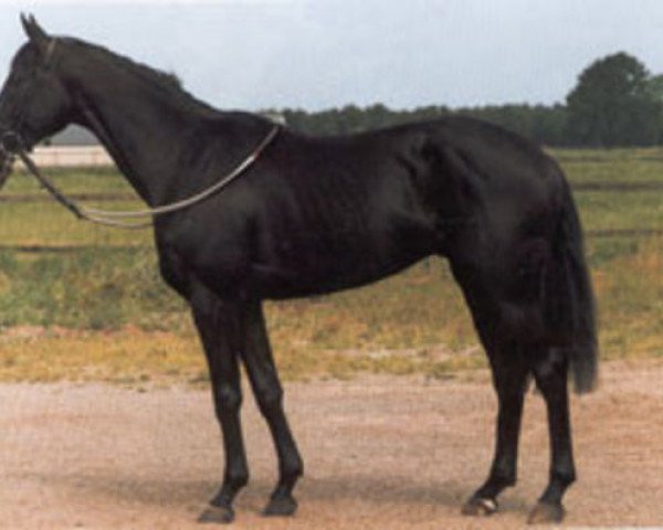 stallion Anthonys Dream xx (Thoroughbred, 1982, from Man in the Moon xx)