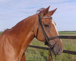 broodmare Weltgraefin O (Hanoverian, 1997, from Weltmeyer)