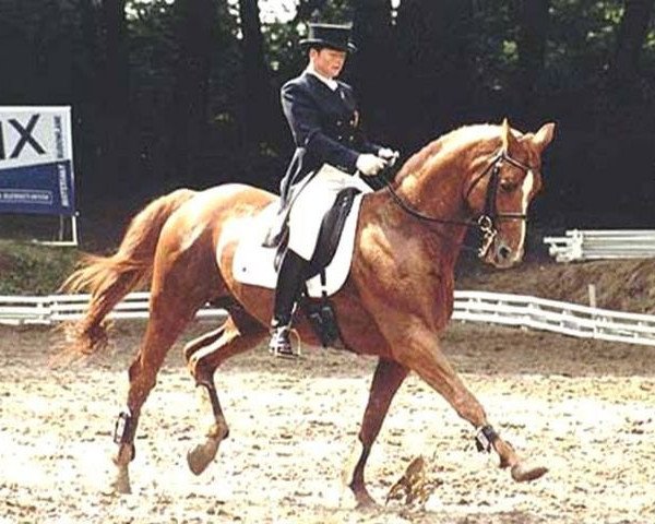 stallion Baryshnikov (Hanoverian, 1986, from Bolero)