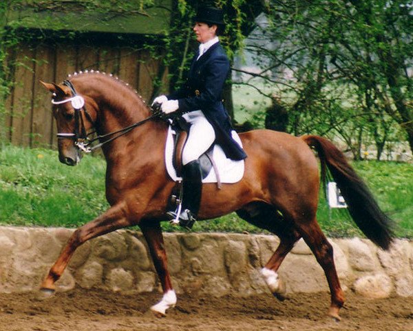 stallion Don Marcello (Hanoverian, 1996, from Donnerhall)