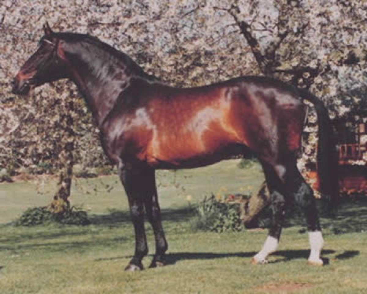 Deckhengst Istanbul (Trakehner, 1972, von Flaneur)