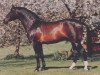 stallion Istanbul (Trakehner, 1972, from Flaneur)