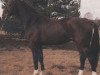 stallion Grandenstern (Hanoverian, 1986, from Grande)
