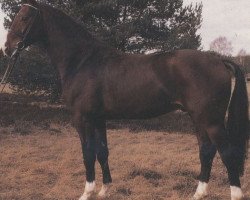 stallion Grandenstern (Hanoverian, 1986, from Grande)