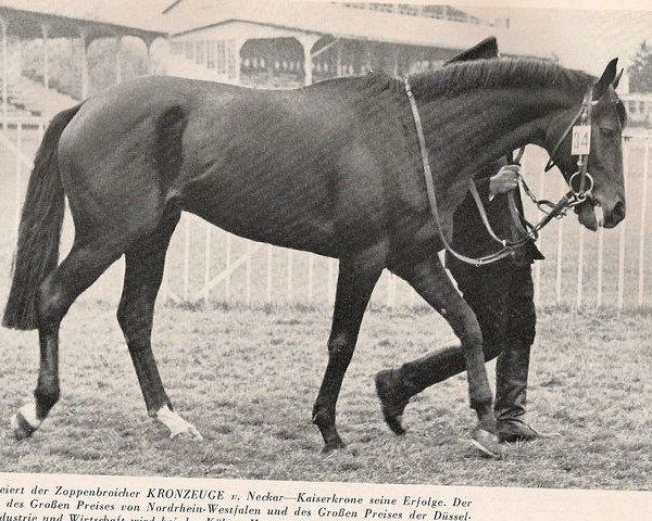stallion Kronzeuge xx (Thoroughbred, 1961, from Neckar xx)