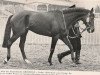 stallion Kronzeuge xx (Thoroughbred, 1961, from Neckar xx)