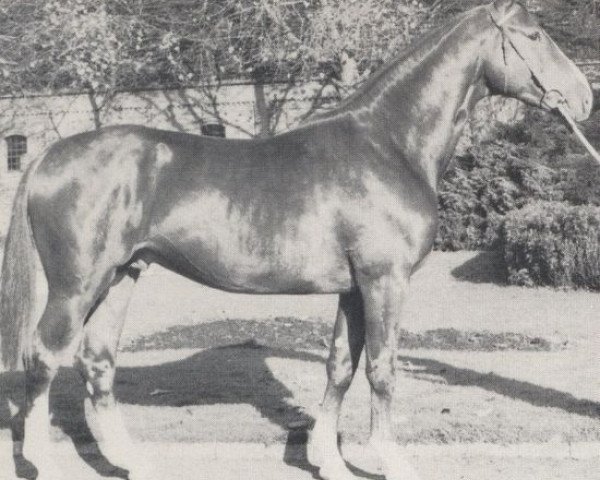 stallion Patriot (Westphalian, 1979, from Paradox I)