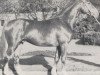 stallion Patriot (Westphalian, 1979, from Paradox I)