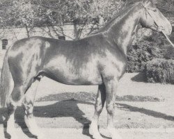 Deckhengst Patriot (Westfale, 1979, von Paradox I 1697)