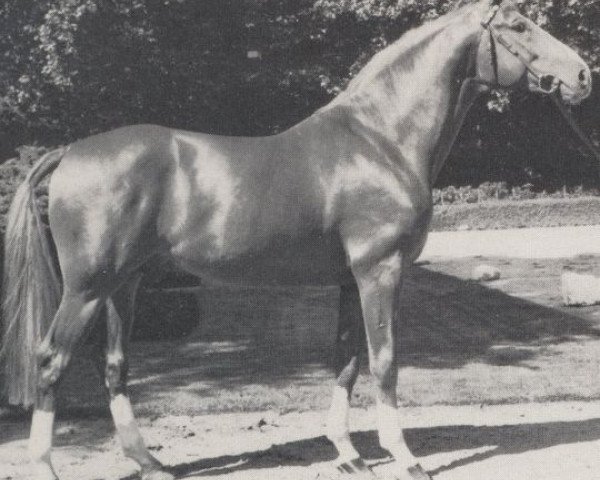 stallion Gunter (Westphalian, 1976, from Grannus)
