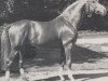 stallion Gunter (Westphalian, 1976, from Grannus)