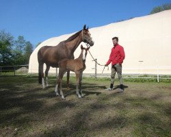 broodmare Dynastie (Bavarian, 1997, from Beaufast x)