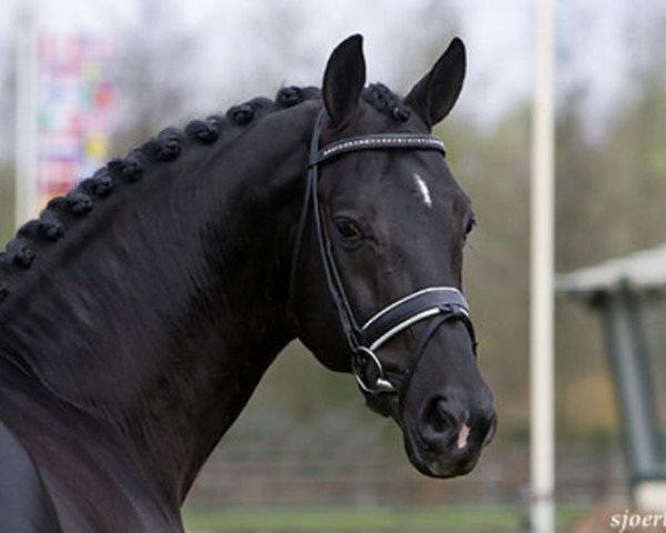 stallion San Remo (Hanoverian, 1999, from Wolkentanz I)