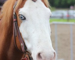 Pferd Snuffys Blue Eyes (Paint Horse, 1995, von Wolfmans Choice)